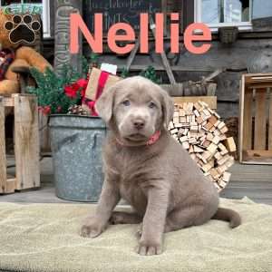 Nellie, Silver Labrador Retriever Puppy
